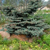 Gentry's Gem Spruce